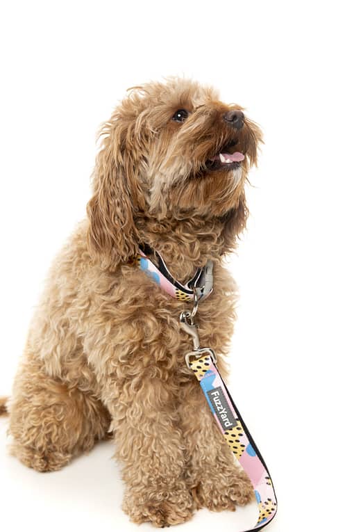 Jiggy Collar
