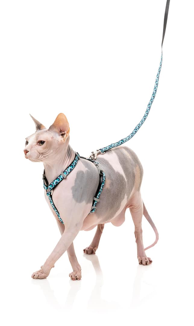 Fuzzyard Cat Walking Set - Wild One - Aqua - Image 4