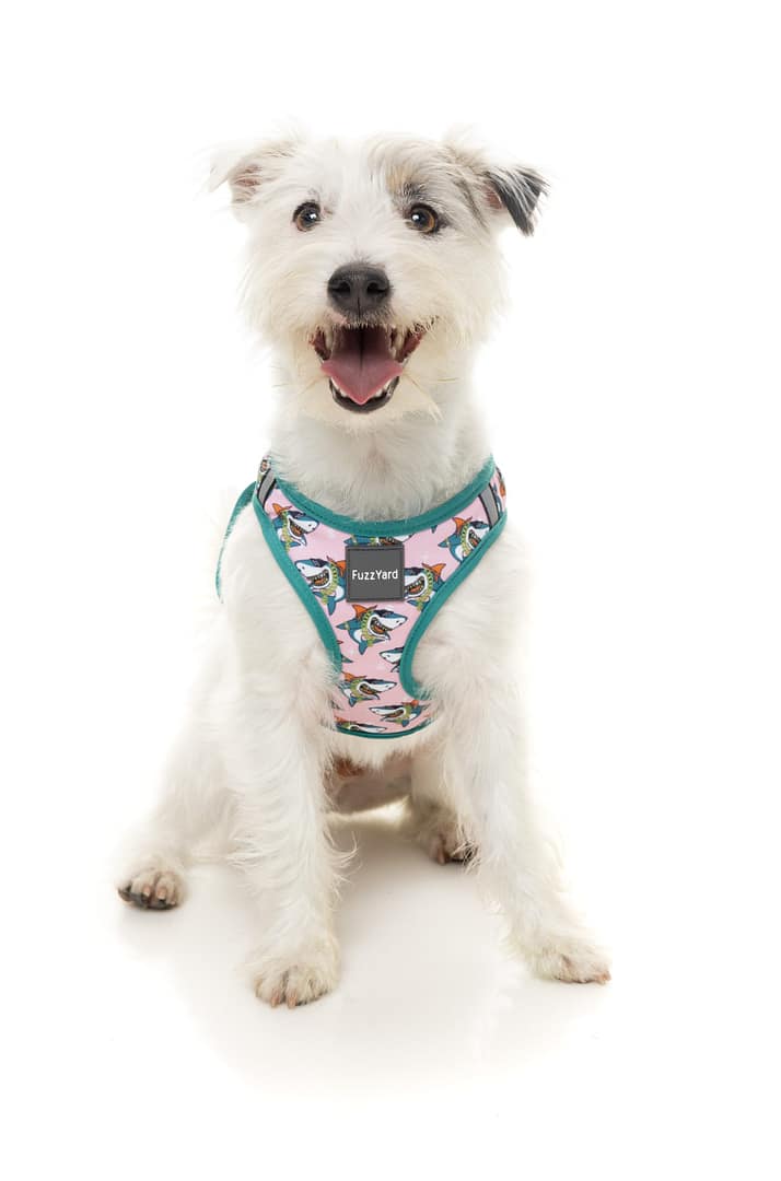 FuzzYard Step In Harness -LL Cool Jaw$