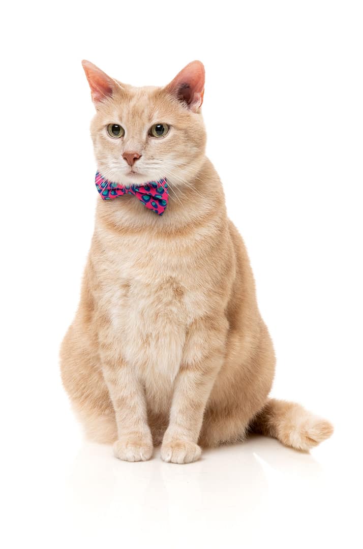 Fuzzyard Cat Fashion Pack - Wild One - Bubblegum - Image 2