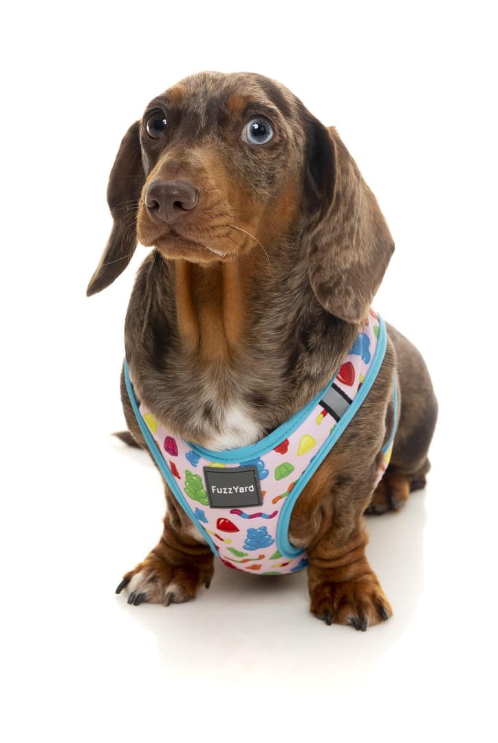FuzzYard Step In Harness - Jelly Bears