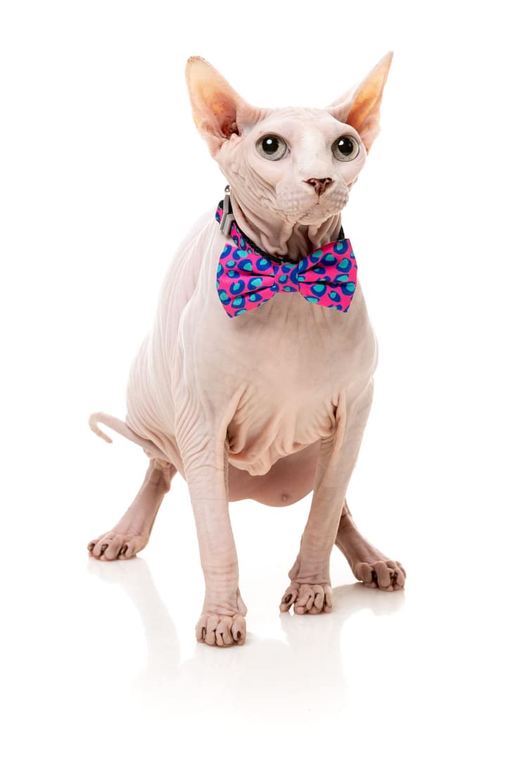 Fuzzyard Cat Fashion Pack - Wild One - Bubblegum - Image 3