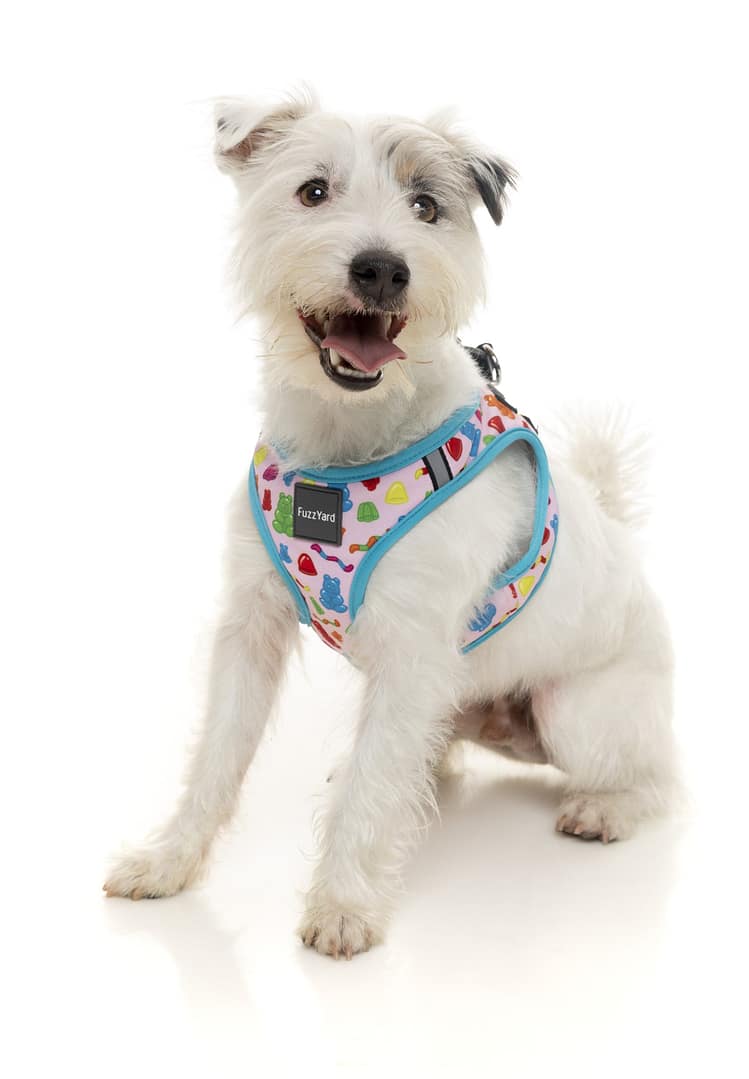 FuzzYard Step In Harness - Jelly Bears