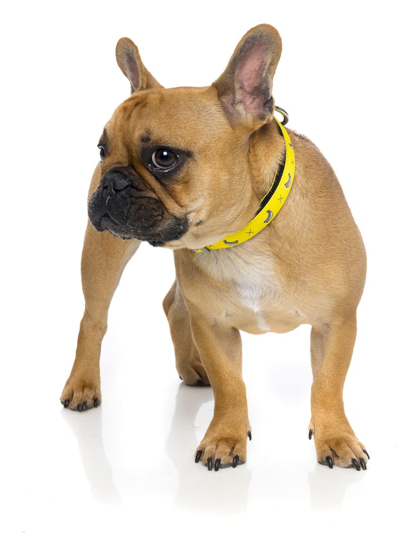 Monkey Mania Dog Collar