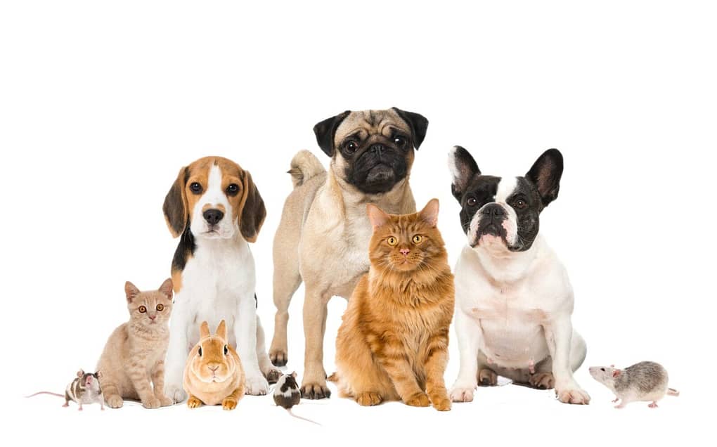 Buy Pet Food Online Singapore