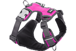 Red Dingo Padded Harness - Hot Pink