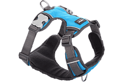 Red Dingo Padded Harness - Turquoise