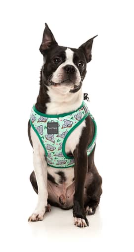 FuzzYard Step-in Dog Harness - Dreamtime Koalas