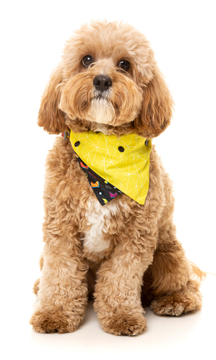 FuzzYard Bel Air Pet Bandana