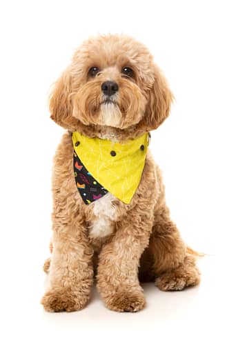 FuzzYard Bel Air Pet Bandana