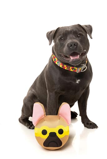 FuzzYard Dog Toy - Doggoforce Dash