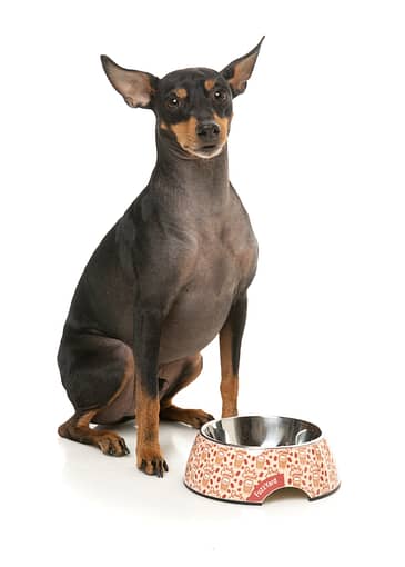 FuzzYard Easy Feeder Dog Bowl - Daily Grind