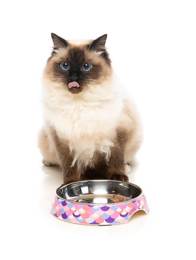 Easy Feeder Cat Bowl - Atlantica