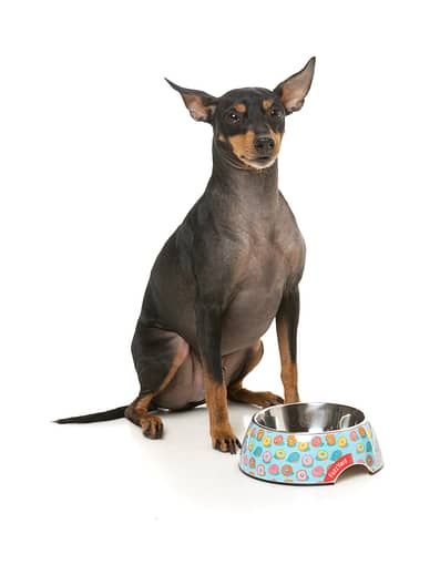 FuzzYard Easy Feeder Dog Bowl - You Drive Me Glazy