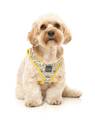 FuzzYard Step-in Dog Harness - Go Bananas