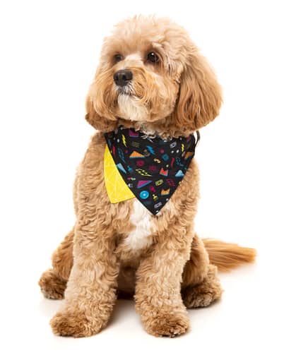 FuzzYard Bel Air Pet Bandana