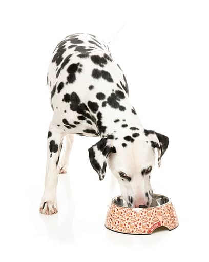 FuzzYard Easy Feeder Dog Bowl - Daily Grind