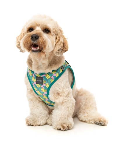 FuzzYard Step-in Dog Harness, Bananarama