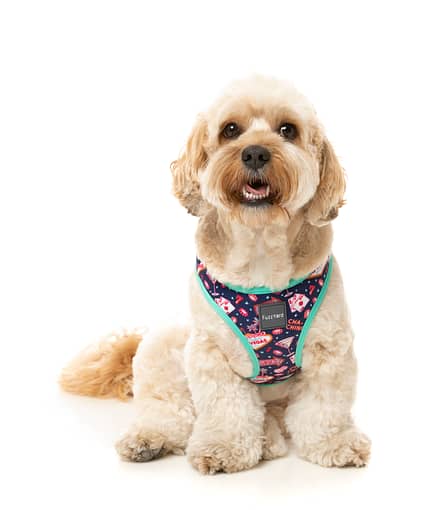 FuzzYard Step-in Dog Harness - Jackpup