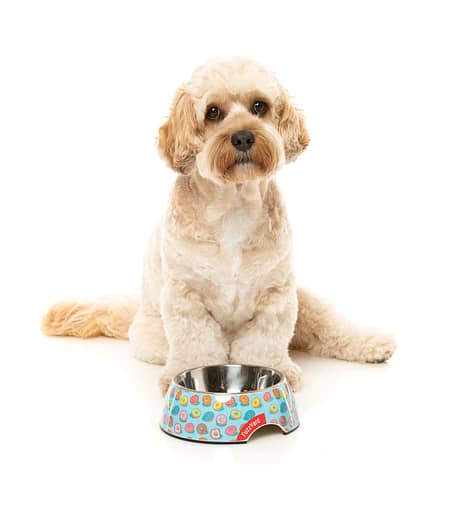 FuzzYard Easy Feeder Dog Bowl - You Drive Me Glazy