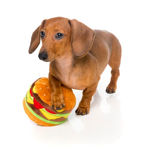 FuzzYard Dog Toy - Hamburger