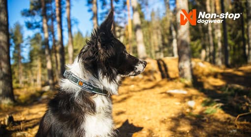 Non-stop Dogwear - Roam Collar