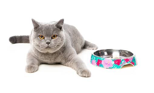 FuzzYard Easy Feeder Cat Bowl - Lahaina