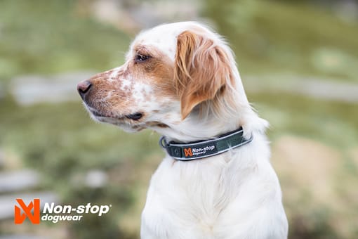 Non-stop Dogwear - Roam Collar