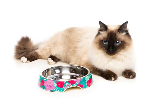 FuzzYard Easy Feeder Cat Bowl - Lahaina