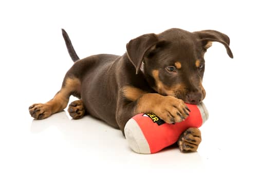 FuzzYard Dog Toy - Can Of Beer