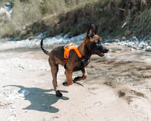 Non-stop Ramble Dog Harness