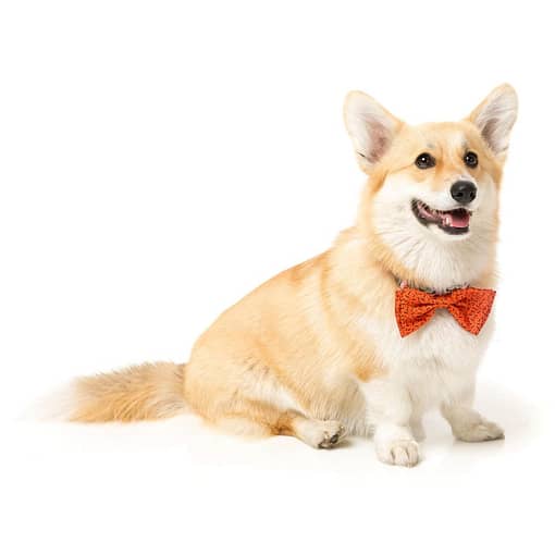 FuzzYard Orange Safari Pet Bowtie