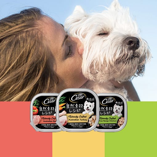 Cesar Naturally Crafted Dog Food Wet Food Chicken 85g