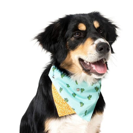 FuzzYard Tucson Pet Bandana