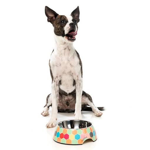 FuzzYard Easy Feeder Pet Bowl- The Hive