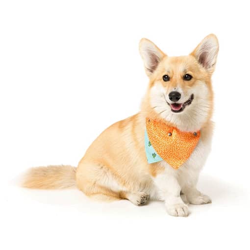 FuzzYard Tucson Pet Bandana