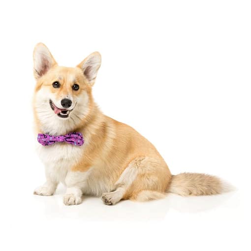 FuzzYard Prince Pet Bow Tie