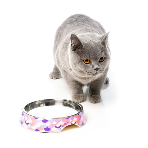 Easy Feeder Cat Bowl - Atlantica